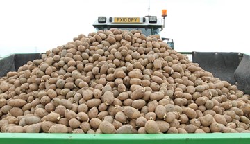 Potato agronomy resources